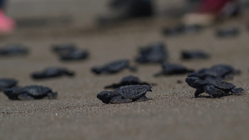 Baby Olive Ridley Turtles, Beach of Barra de Santiago, Ahuachapán, El Salvador